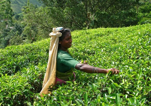 Čaj se Srí Lanky